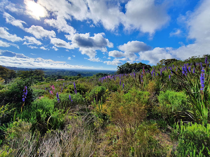 Cecilia, Table Mountain