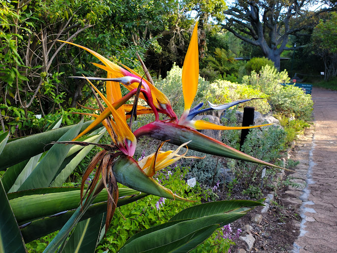 Kirstenbosch National Botanical Garden